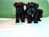 MİNYATÜR SCHNAUZER YAVRU