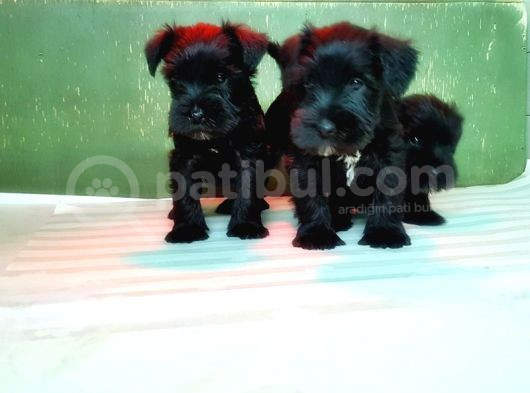 Mi̇nyatür Schnauzer Yavru