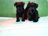 Mi̇nyatür Schnauzer Yavru
