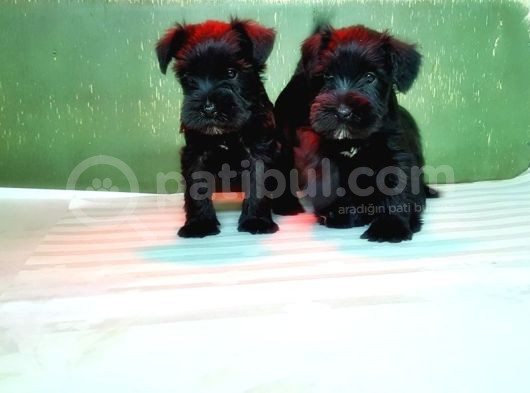 Mi̇nyatür Schnauzer Yavru görsel