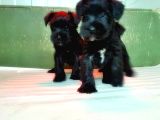 Mi̇nyatür Schnauzer Yavru