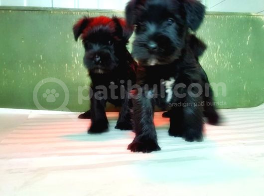 Mi̇nyatür Schnauzer Yavru görsel