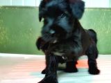 Mi̇nyatür Schnauzer Yavru