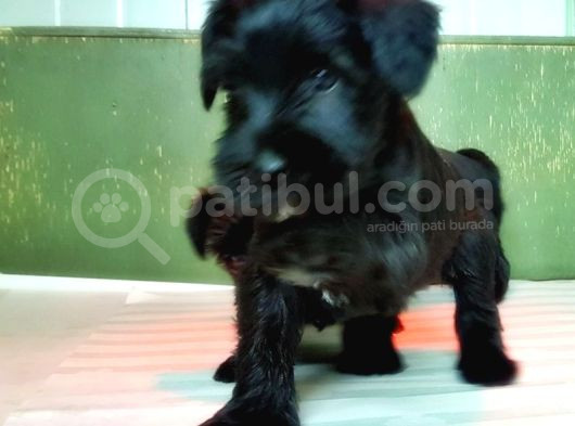 Mi̇nyatür Schnauzer Yavru görsel