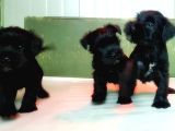 Mi̇nyatür Schnauzer Yavru