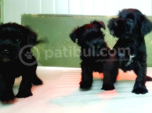 Mi̇nyatür Schnauzer Yavru görsel