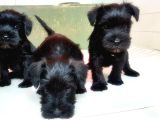 Mi̇nyatür Schnauzer Yavru