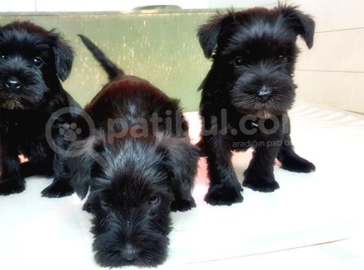 Mi̇nyatür Schnauzer Yavru görsel