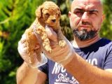 Toy Poodle Yavru