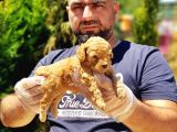 Toy Poodle Yavru