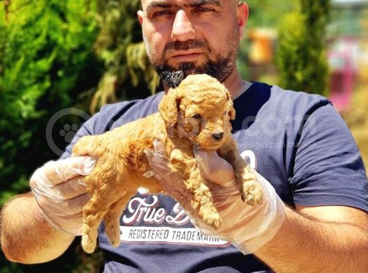 Toy Poodle Yavru görsel