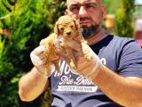 Toy Poodle Yavru