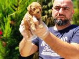 Toy Poodle Yavru