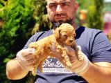 Toy Poodle Yavru