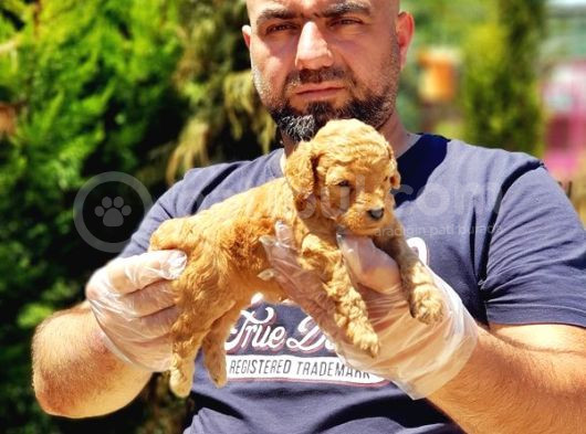 Toy Poodle Yavru görsel