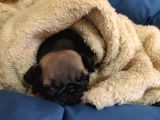 Cüce Pug