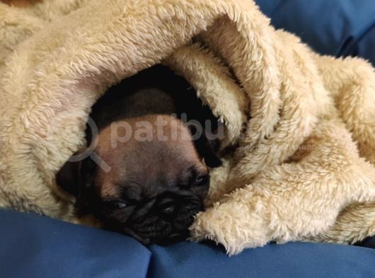 Cüce Pug görsel
