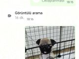 Cüce Pug