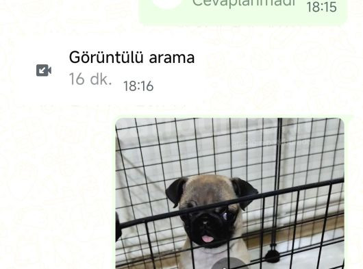 Cüce Pug görsel