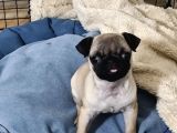 Cüce pug