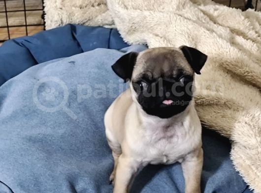 Cüce Pug