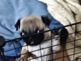 Cüce Pug