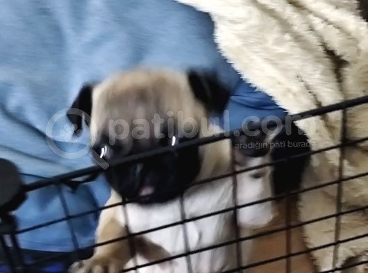 Cüce Pug görsel
