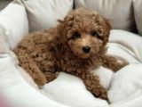 2 Aşılı Cipli Dişi Toy Poodle 