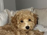 2 aşılı cipli dişi toy poodle 