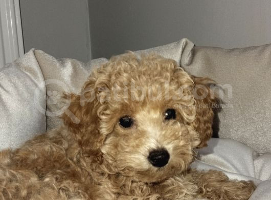 2 Aşılı Cipli Dişi Toy Poodle 
