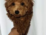 2 Aşılı Cipli Dişi Toy Poodle 