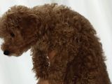 2 Aşılı Cipli Dişi Toy Poodle 