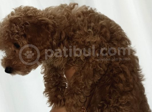 2 Aşılı Cipli Dişi Toy Poodle  görsel