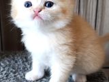 Cream Shorthair Yavru