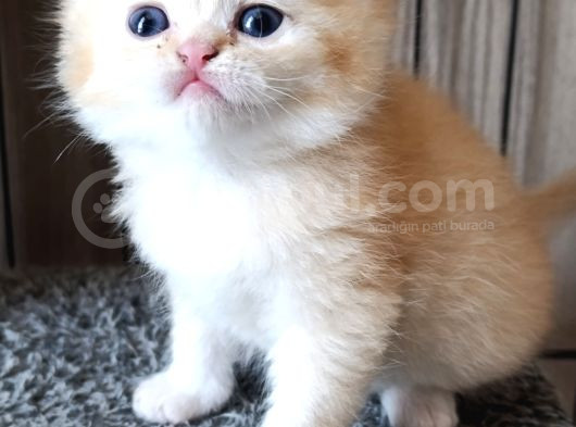 Cream Shorthair Yavru görsel