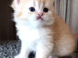 Cream Shorthair Yavru