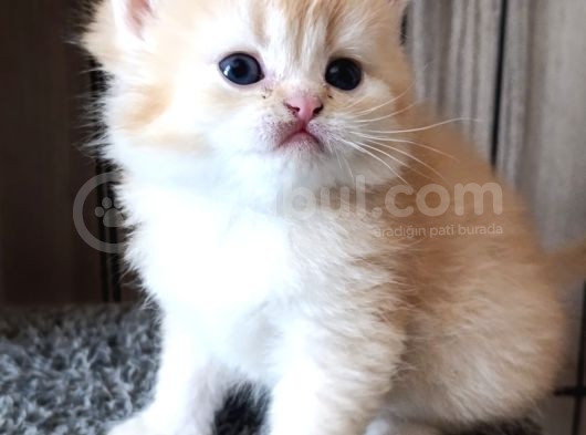 Cream Shorthair Yavru görsel