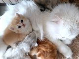 Cream Shorthair Yavru