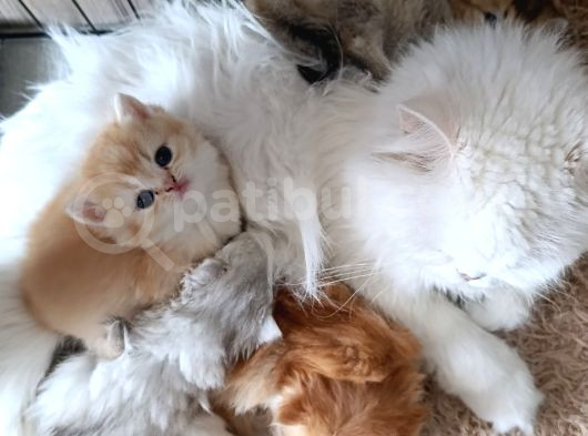 Cream Shorthair Yavru görsel