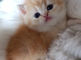 Cream shorthair yavru