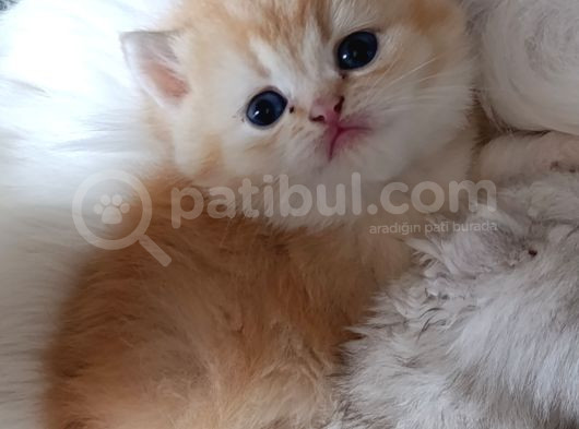 Cream Shorthair Yavru