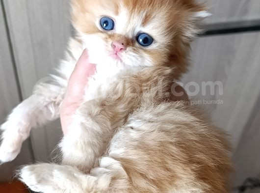 Red Longhair Erkek Yavru görsel