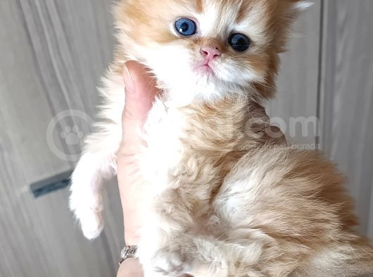 Red Longhair Erkek Yavru görsel