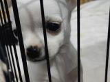 Teacup Kar Beyaz Chihuahua Yavru