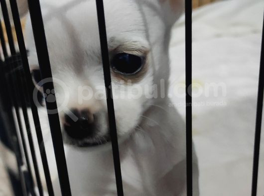 Teacup Kar Beyaz Chihuahua Yavru görsel