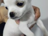 Teacup Kar Beyaz Chihuahua Yavru