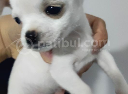 Teacup Kar Beyaz Chihuahua Yavru görsel