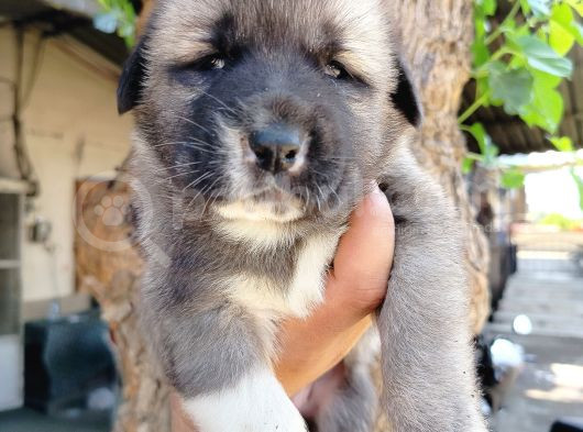 Kangal Çoban Köpegi Yavruları görsel