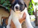 Kangal Çoban Köpegi Yavruları