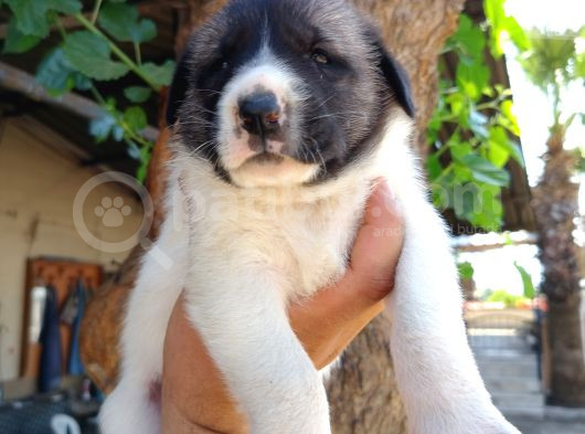 Kangal Çoban Köpegi Yavruları görsel